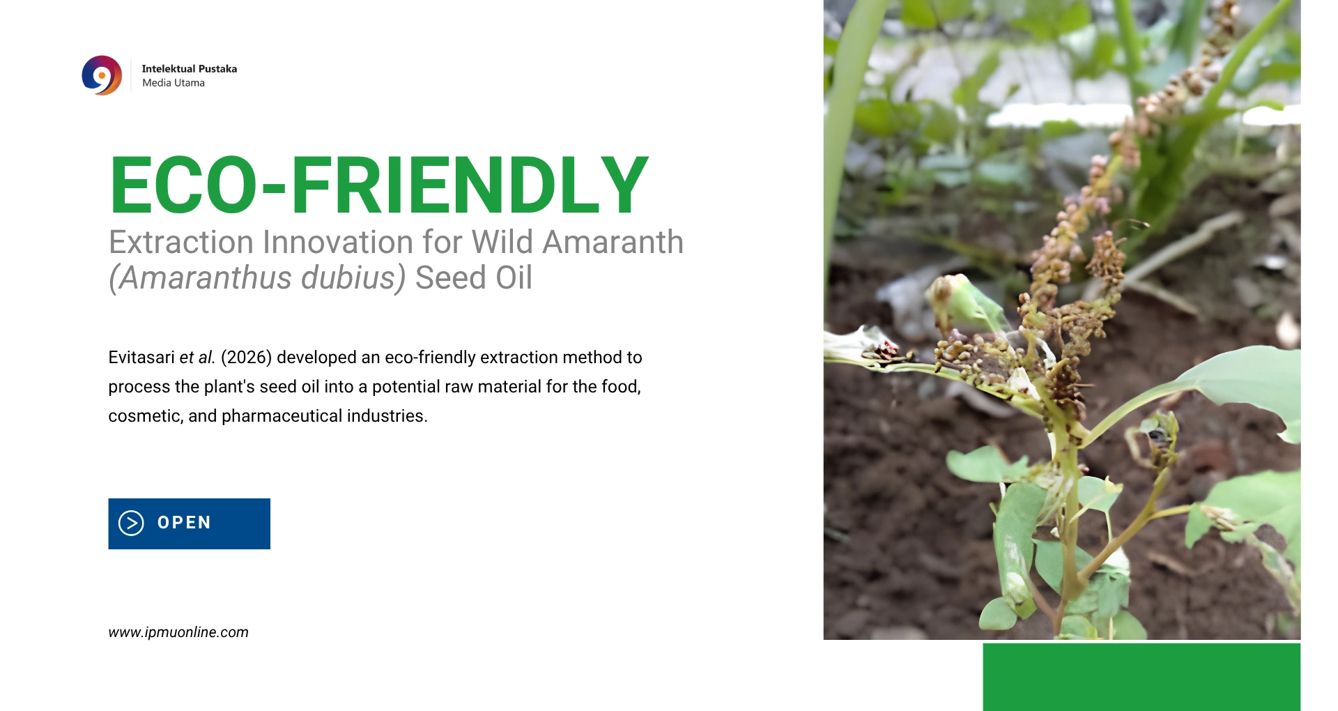Read more about the article Inovasi Ekstraksi Ramah Lingkungan untuk Minyak Biji Bayam Liar (Amaranthus dubius)